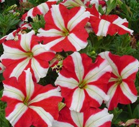 петуния многоцветковая      Petunia multiflora